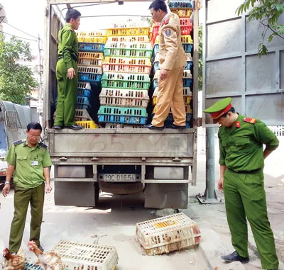 Quyết liệt ngăn chặn gà nhập lậu