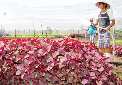 Thoát nghèo nhờ... VietGAP