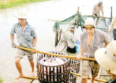 Người nuôi cá tra lo lắng vì giá cá liên tục giảm