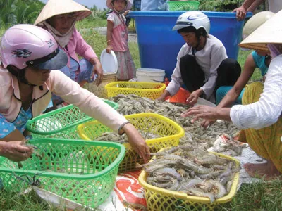 Xuất khẩu tôm 2013 - Nhiều thách thức