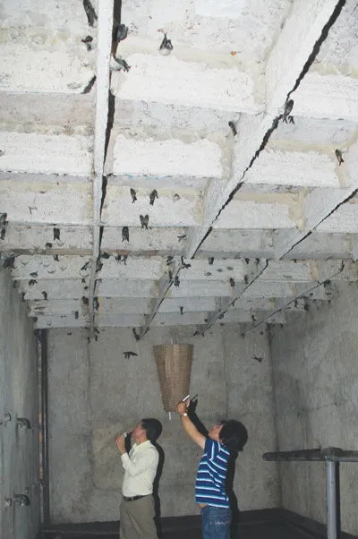 Nuôi yến - thế mạnh của Cần Giờ