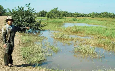 Cải tạo vùng đất chết!