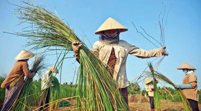 Ngoài 2 vợ chồng trực tiếp lao động, anh Út Sườn còn thuê thêm 5 lao động làm việc theo vụ mùa.