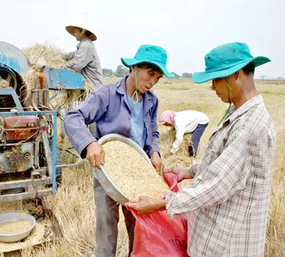 Xuất khẩu nông sản – phía sau câu chuyện thần kỳ. Bài 2: Chật vật tìm thế đứng