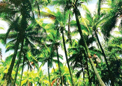 Về Giồng Trôm nhớ ngày Đồng khởi