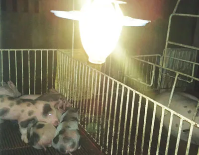 Đèn sử dụng Biogas