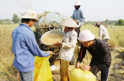 Xuất khẩu nông sản – phía sau câu chuyện thần kỳ: Tổ chức lại sản xuất