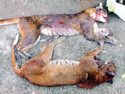 Bắt vụ vận chuyển 2 cá thể nghi là báo lửa