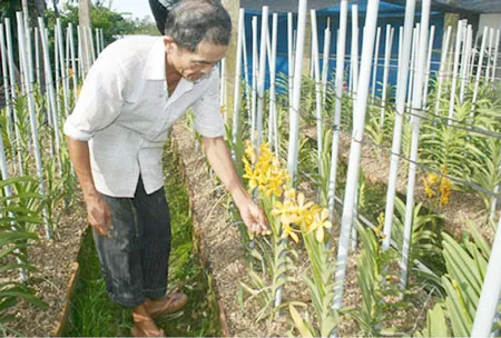 Vườn hoa lan mokara trồng thử nghiệm tại xã Phú Mậu, huyện Phú Vang, tỉnh Thừa Thiên – Huế