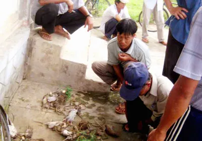 Miền Trung: Chuột hoành hành ruộng lúa Đông Xuân