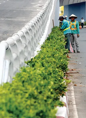 Mảng xanh cầu vượt Thủ Đức.