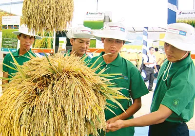 Hướng mở cho cánh đồng mẫu lớn