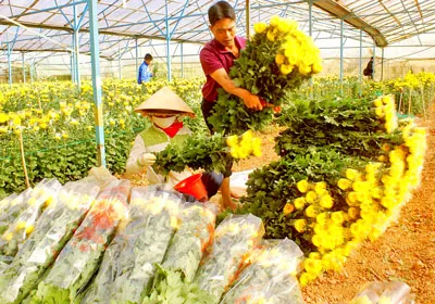 Đà Lạt: Công thu hoạch hoa tết tăng đột biến