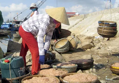 Ngư dân Quảng Ngãi trúng đậm ruốc biển