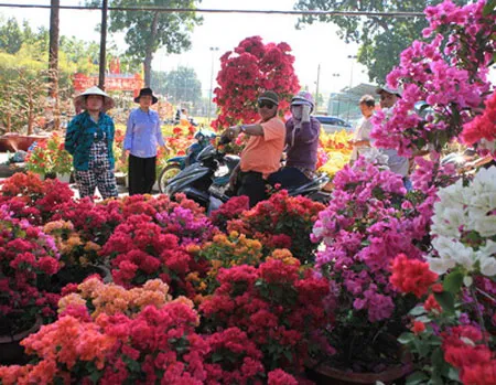 Bông giấy cao 1,5 mét giá 500.000 đồng