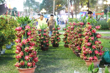 Thanh long chín đỏ cây cũng là mặt hàng gây ấn tượng. Một chậu có giá từ 200.000 đến 300.000 đồng