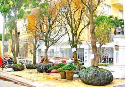 Cây hoàng mai hoa có giá 650 triệu đồng (ngoài cùng bên phải) tại chợ hoa Ninh Kiều, Cần Thơ.