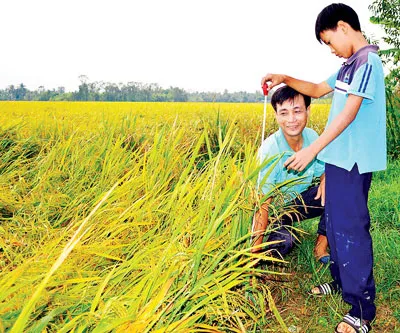 Khi học sinh đi làm lúa