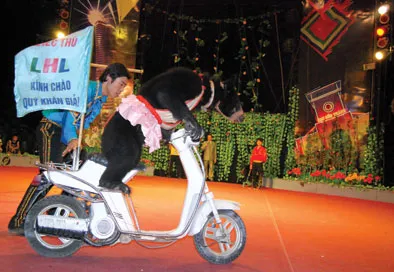 Xiếc gấu chạy mô tô.