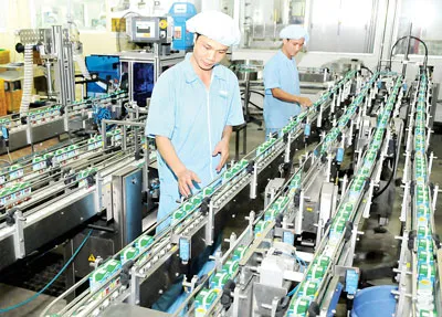 Sản xuất sữa tại Công ty Nutifood những ngày sau tết. Ảnh: CAO THĂNG
