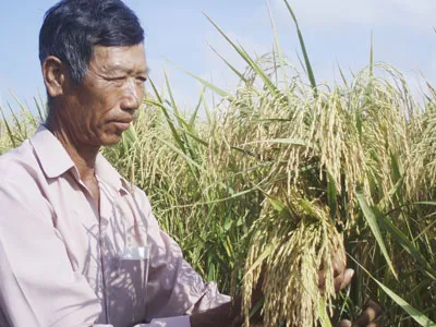 Mua tạm trữ 1 triệu tấn lúa, gạo: Nông dân thấp thỏm chờ giá lên