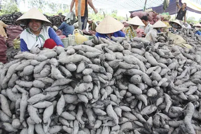 Giá khoai lang xuất khẩu tăng cao