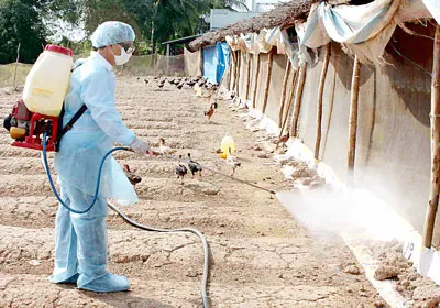 Ngành thú y Bạc Liêu phun thuốc khử trùng chuồng trại. Ảnh: T.Đạt