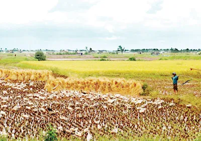 Nguy cơ bùng phát dịch cúm gia cầm ở ĐBSCL - Do thiếu vắc xin?