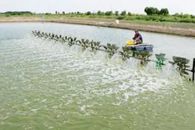 Một mô hình nuôi tôm ở Việt Nam. Ảnh: minh họa