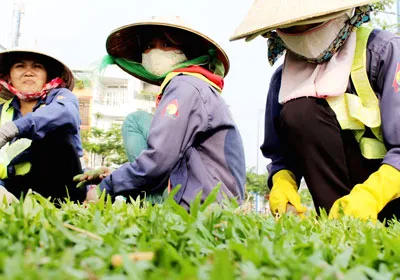 Nhiều nữ công nhân hàng ngày trồng cỏ, chăm sóc cây xanh cho thành phố đẹp hơn, văn minh hơn.