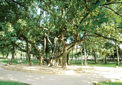 Cây đa Bác Hồ ở Công viên Thống Nhất