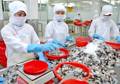 Xuất khẩu tôm vào Mỹ: Đối mặt khó khăn
