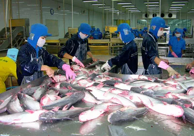 Người nuôi cá tra vẫn khó chạm vốn ngân hàng