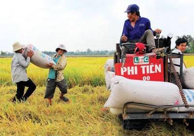 Thiếu máy gặt đập liên hợp, nông dân thiệt thòi