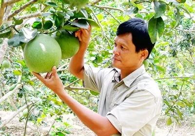 Bưởi da xanh tăng giá kỷ lục