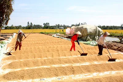 Cần chiến lược căn cơ trong sản xuất, tiêu thụ và xuất khẩu gạo