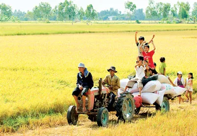 Niềm vui được mùa. Ảnh: Vinh Hiển
