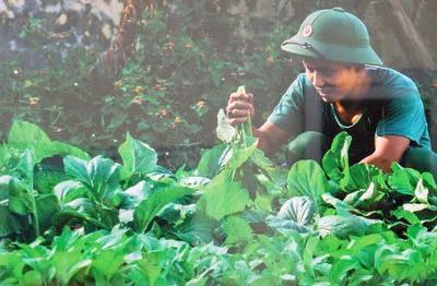 Vườn rau trên đảo. Ảnh: Bùi Mai Thiện