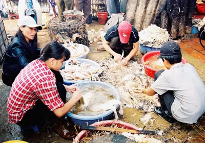 Giết mổ gia cầm tràn lan, mất vệ sinh dễ mắc cúm A/H5N1. Ảnh: Quốc Khánh