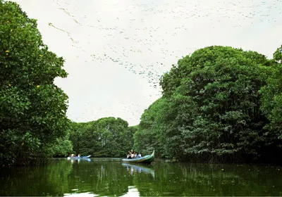 Khu du lịch sinh thái phân trường 184 huyện Năm Căn. Ảnh:Thanh Quang