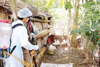 Cảnh báo dịch cúm gia cầm có thể lan rộng, không được lơ là