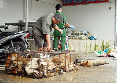 Bắt giữ hơn 1 tấn thịt heo, chó không rõ nguồn gốc