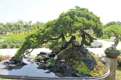 Trưng bày nghệ thuật cây kiểng tại Đại nội Huế