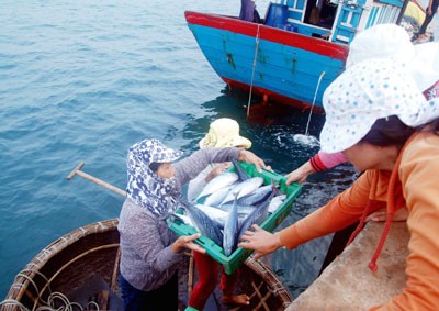 Fesh fishes are transported ashore(Photo: SGGP) (Photo: SGGP) (Photo: SGGP)