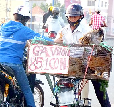 Live poultry sold in Tham Luong Bridge bring risk of avian flu spreading (File photo: SGGP)