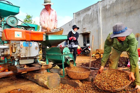 Farmers process coffee beans in Dak Nong Province (File Photo: SGGP)