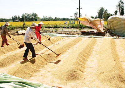 Farmers are concerned about consumption of summer-autumn rice in the Mekong Delta (Photo: SGGP)