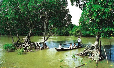A corner of mangrove forests in Ca Mau Province (Photo: Ca Mau Province's website)