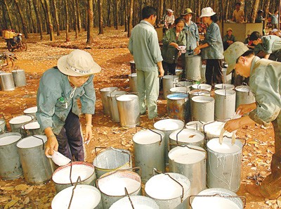 Workers collect rubber sap in Binh Phuoc Province (Photo: SGGP)