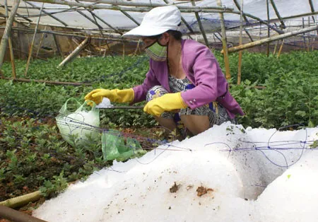Mưa đá chiều qua tại Đà Lạt: Sáng nay, đá vẫn chất đống